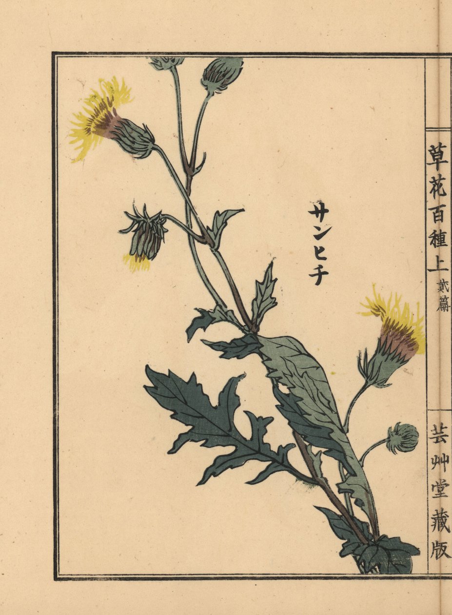 Sanhichisou ou maracujá-roxo japonês, Gynura japonica. Gravura em xilogravura colorida à mão por Kono Bairei de Kusa Bana Hyakushu (Cem Variedades de Flores), Tóquio, Yamada de Unbekannter Künstler