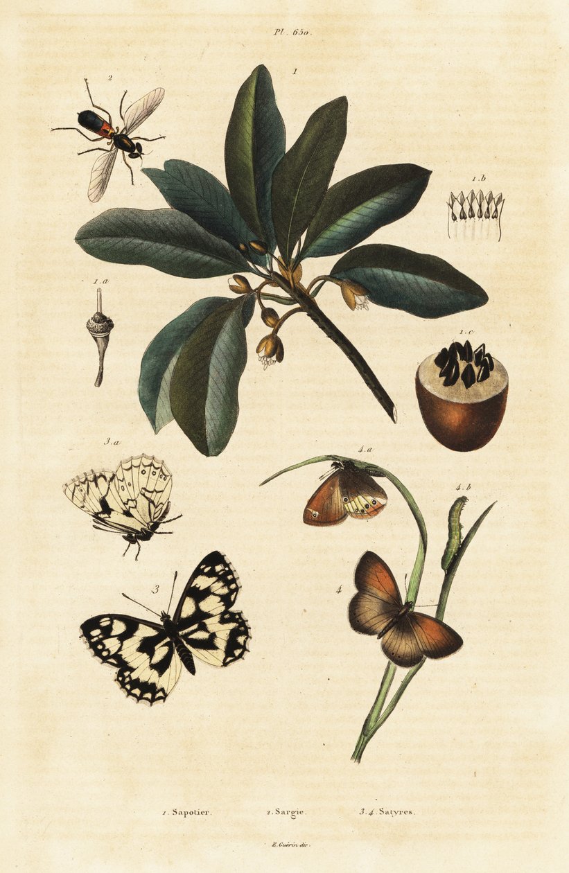 Sapodilla e traças. de Unbekannter Künstler