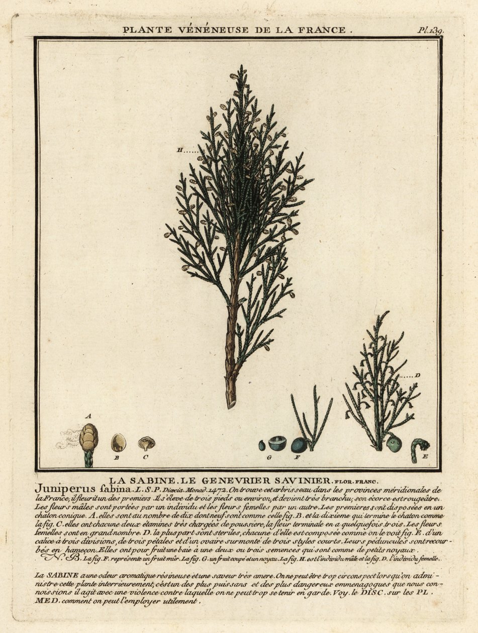 Savin juniper ou savin, Juniperus sabina. de Unbekannter Künstler