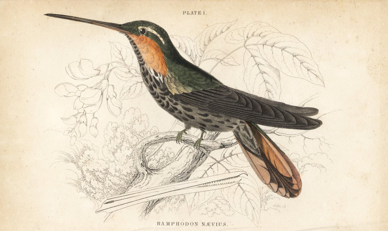 Ramphodon naevius (beija-flor-de-bico-serrado). Gravura em metal aço colorida à mão por William Lizars da Naturalist