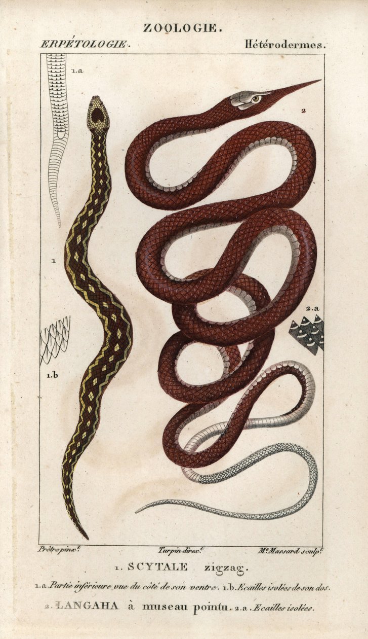 Víbora de escamas de serra, Echis carinatus, e serpente de Madagáscar, Langaha a pointu snout, Langaha madagascariensis. Gravura em chapa de cobre colorida à mão do "Dicionário de Ciências Naturais" de Jussieu, 1816-1830. Os volumes sobre peixes de Unbekannter Künstler