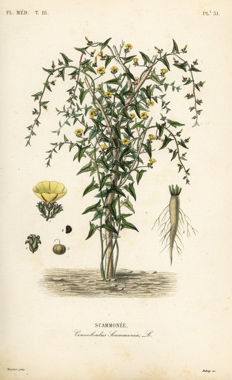 Scammony, Convolvulus scammonia, Scammonee de Unbekannt