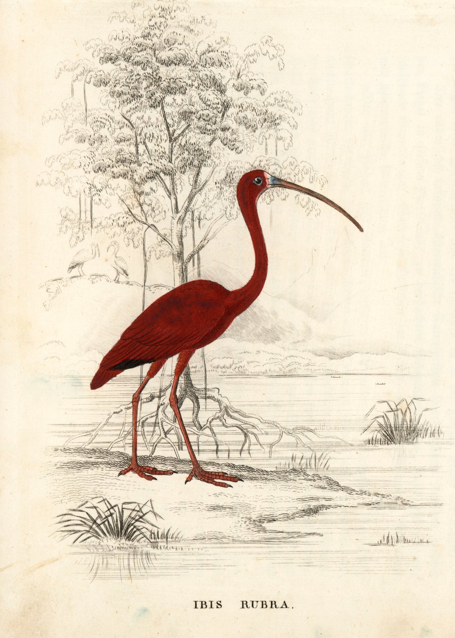 Íbis-escarlate, Eudocimus ruber (Ibis rubra). Gravura em metal aço colorida à mão da Galeria de História Natural de Georg Friedrich Treitschke, Naturhistorischer Bildersaal des Thierreiches, Liepzig de Unbekannter Künstler