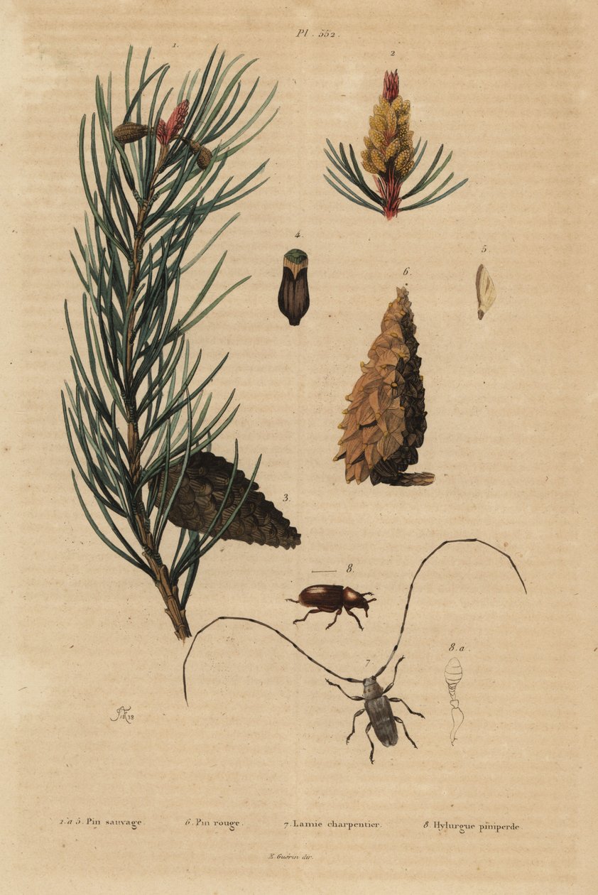 Pinheiro escocês, Pinus sylvestris 1-5, e pinheiro vermelho ou norueguês, Pinus resinosa 6, escaravelho tecelão, Lamia textor 7 e besouro de pinheiro, Tomicus piniperda 8 de Unbekannt