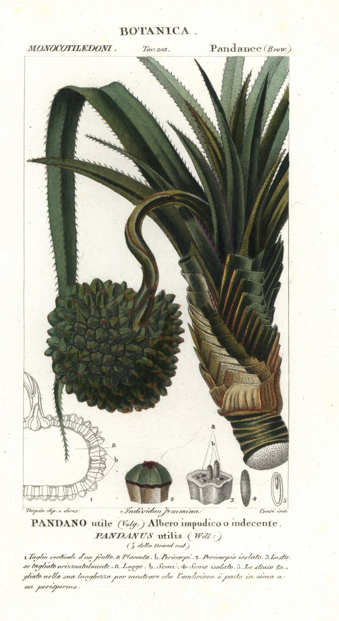 Pinho de parafuso, Pandanus utilis de Unbekannter Künstler