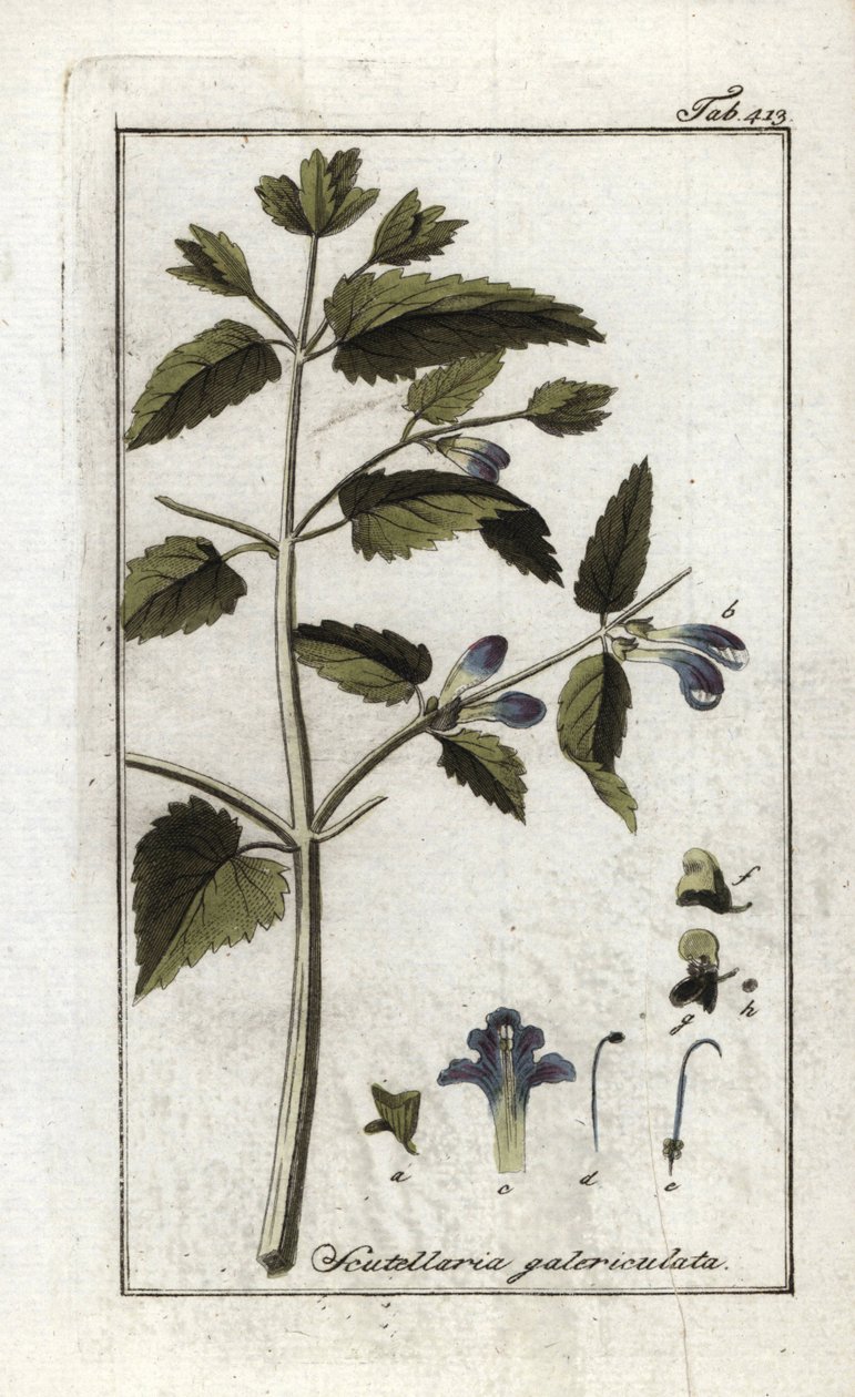 Scutellaire com capacete ou chapéu grande (Scutellaria galericulata). Litografia de "Afbeelding der Artseny-Gewassen" de Johannes Zorn (1739-1799), Países Baixos de Unbekannter Künstler