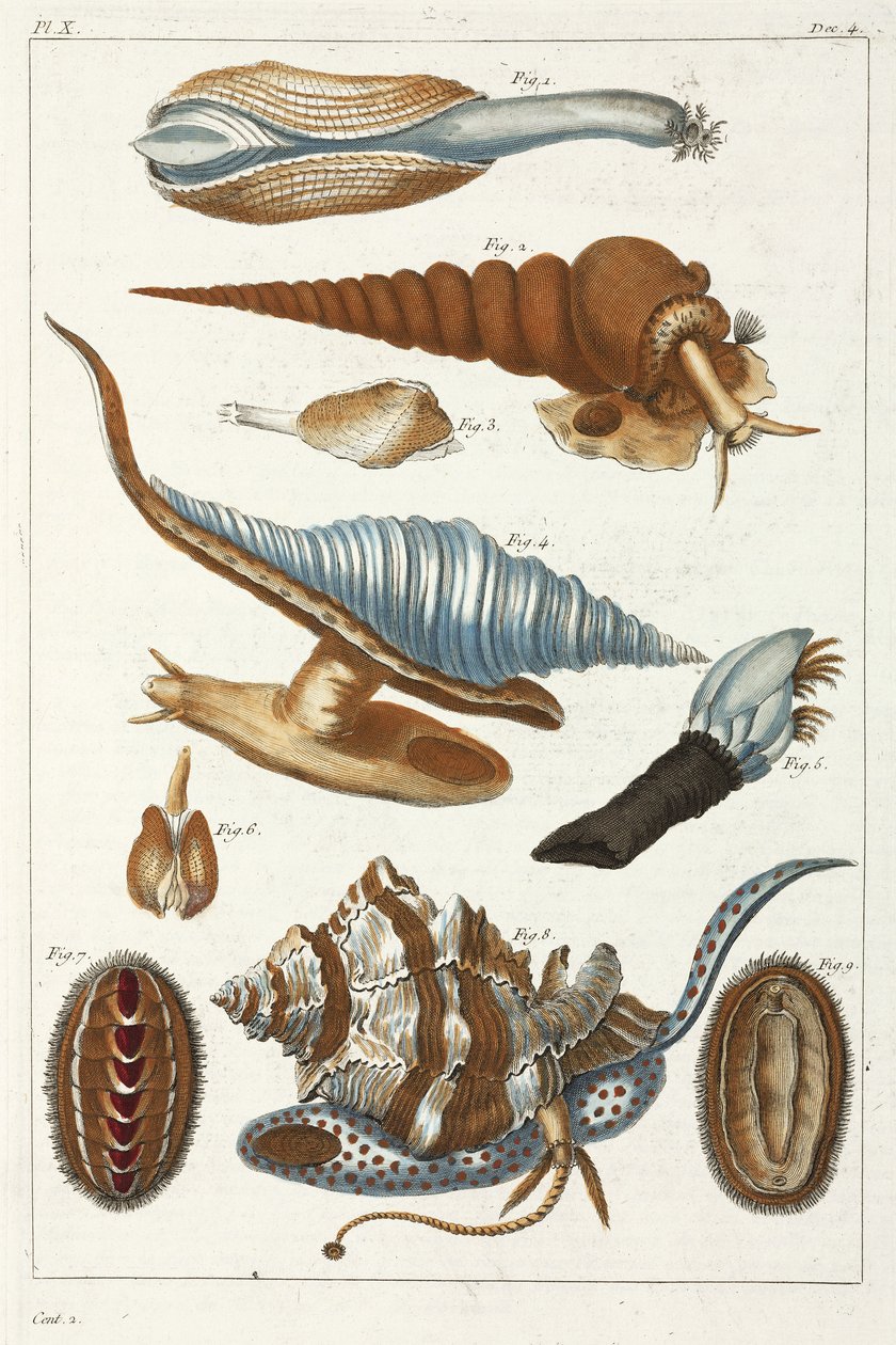 Criaturas marinhas de Unbekannt