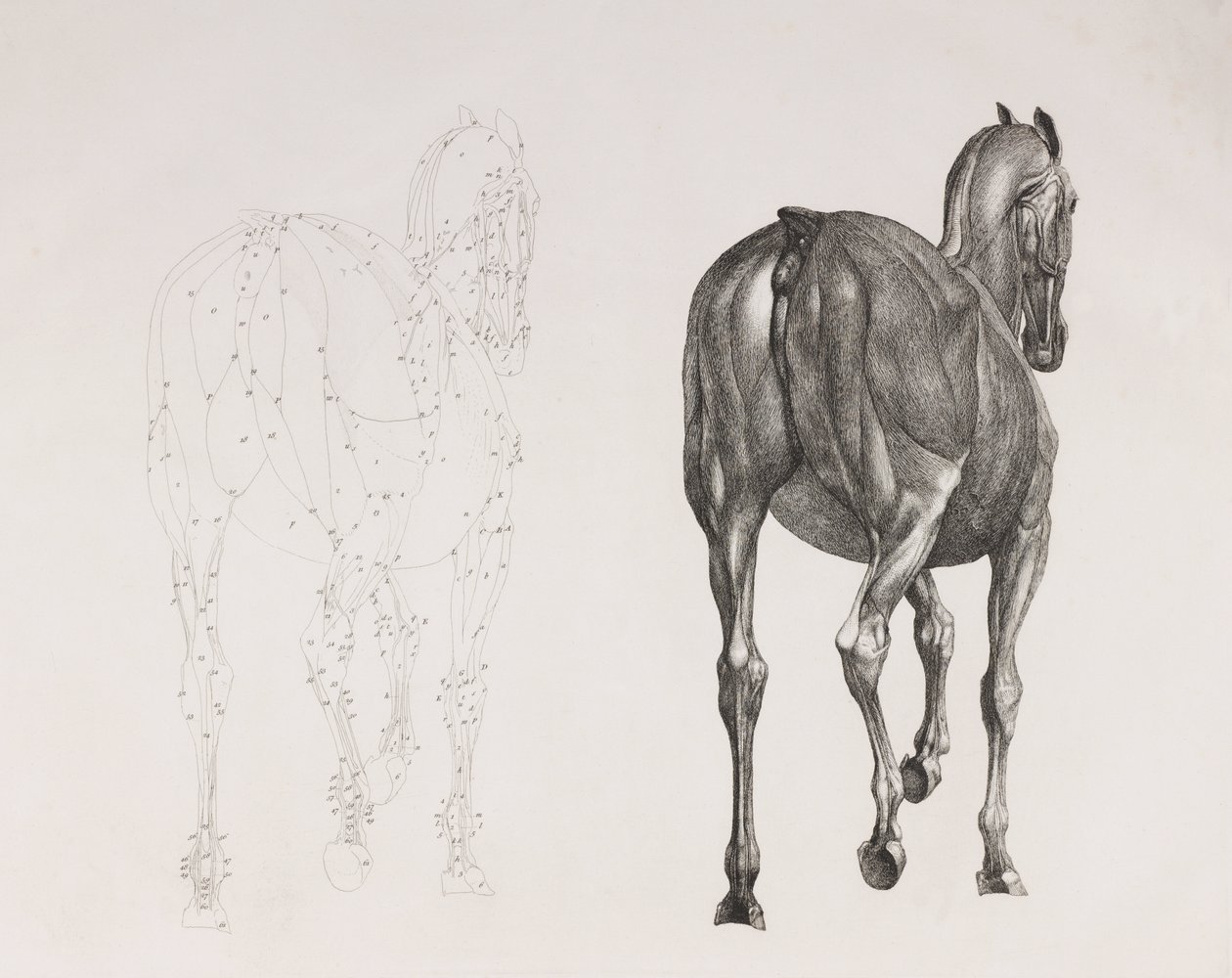 Segunda camada dissecada de um cavalo, vista traseira de Unbekannt