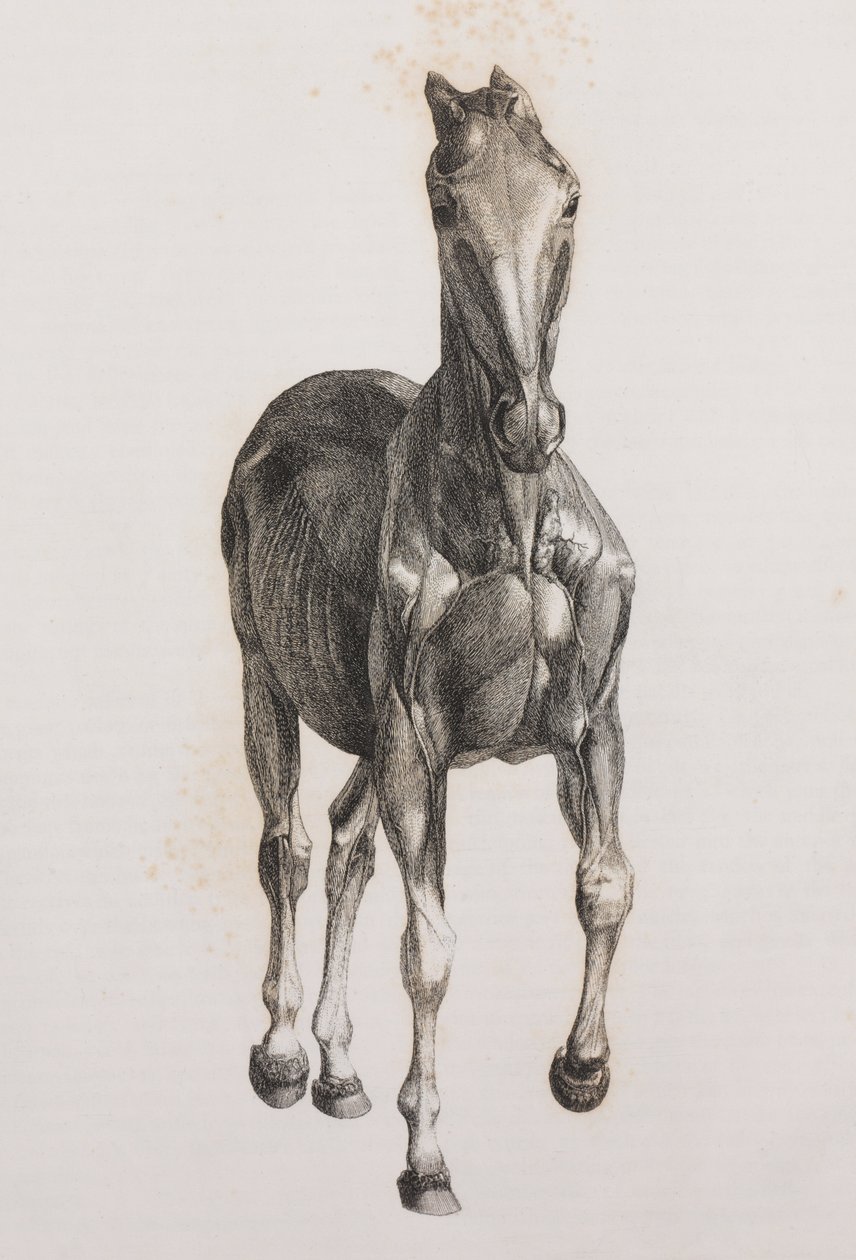Segunda camada dissecada de um cavalo, vista frontal de Unbekannt