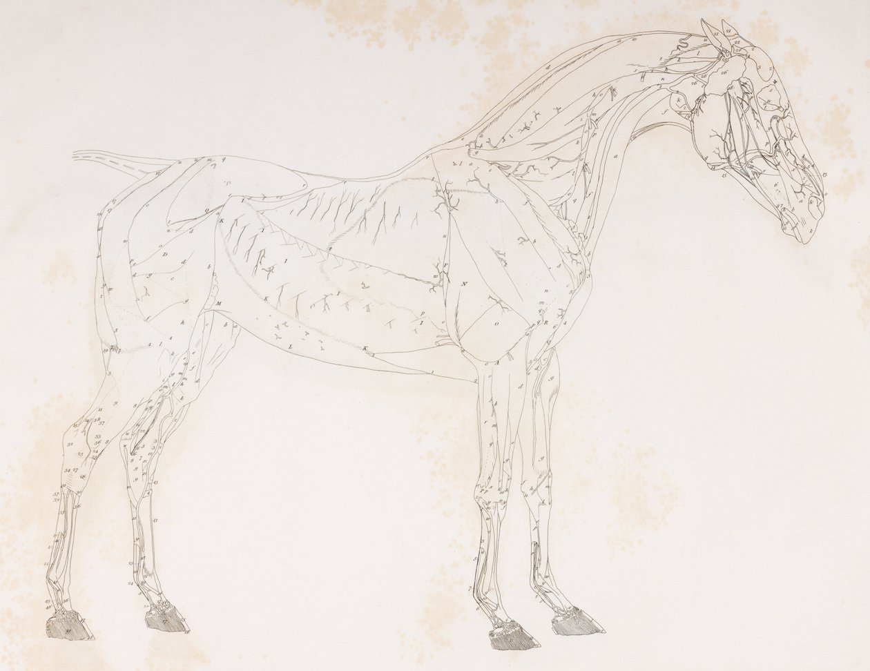Segunda camada dissecada de um cavalo, vista lateral de Unbekannt