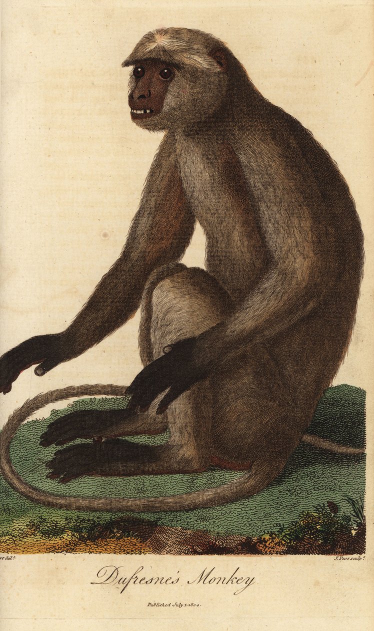 Semnopitheque entelle - Langur cinzento ou langur de Hanuman, Semnopithecus entellus (macaco de Dufresne, Simia entellus) - Gravura a água-forte colorida à mão, em chapa de cobre, de J. Pass, a partir de uma ilustração de Jean Baptiste Audebert do Sistema  de Unbekannter Künstler