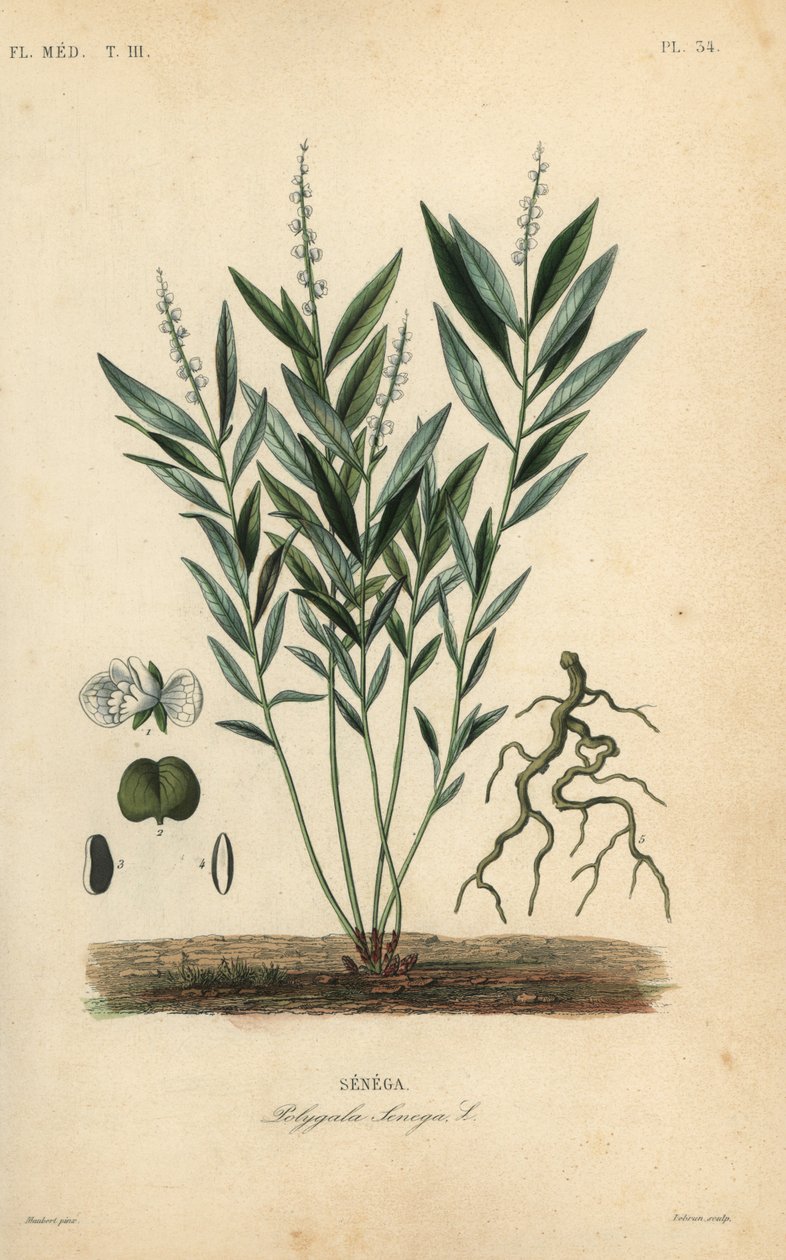 Séneca snakeroot ou raiz de cascavel, Polygala senega, Senega de Unbekannt