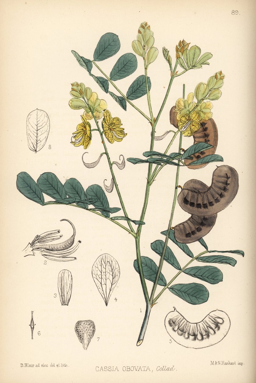 Senna do Senegal, senna italiana ou senna de Port Royal, Senna italica (Cassia obovata). Litografia colorida à mão por Hanhart a partir de uma ilustração botânica de David Blair da obra Medicinal Plants de Robert Bentley e Henry Trimen, Londres de Unbekannter Künstler