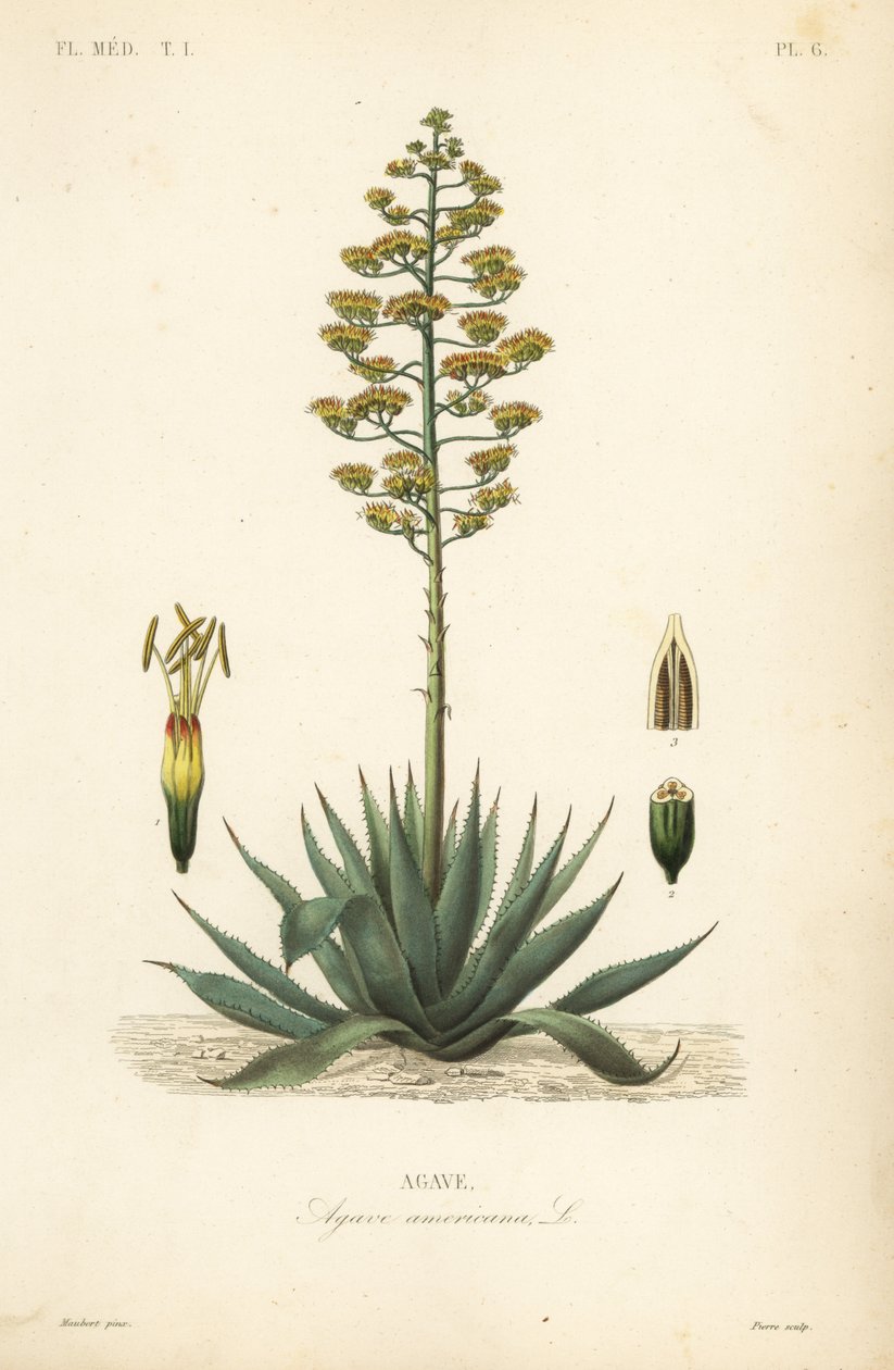 Sentinela, planta do século, maguey ou aloé americano, Agave americana, Agave de Unbekannt