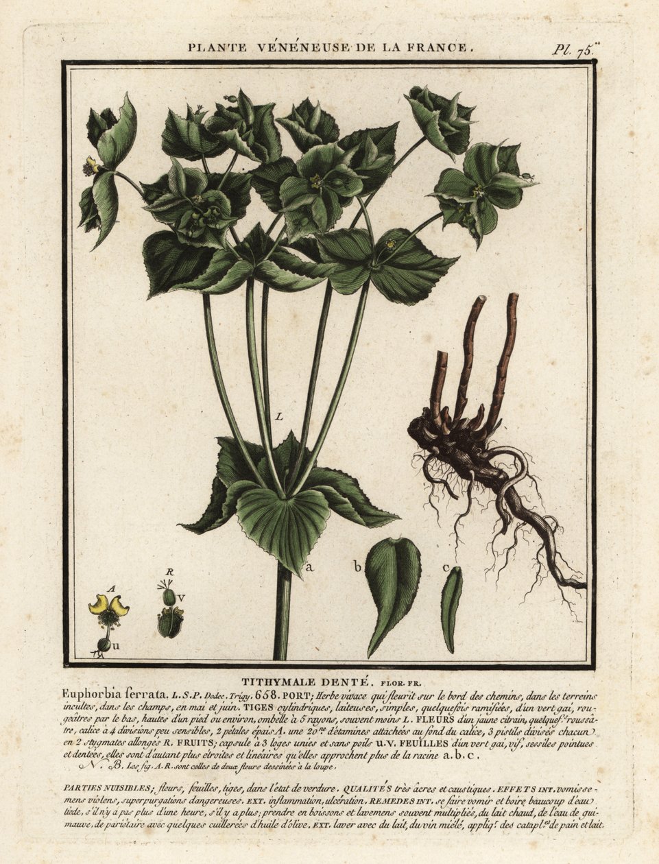 Spurge serrilhada, Euphorbia serrata. de Unbekannter Künstler