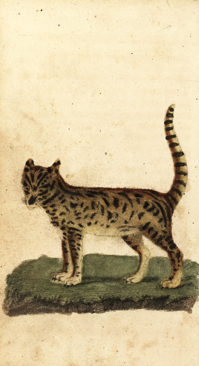 Serval, Leptailurus serval.,1800 (gravura) de Unbekannter Künstler