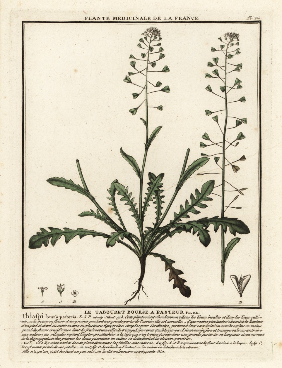 Bolsa do pastor, Capsella bursa-pastoris. de Unbekannter Künstler