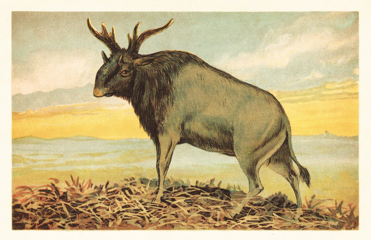 Besta de Shiva, Sivatherium giganteum.1908 (litografia) de Unbekannter Künstler