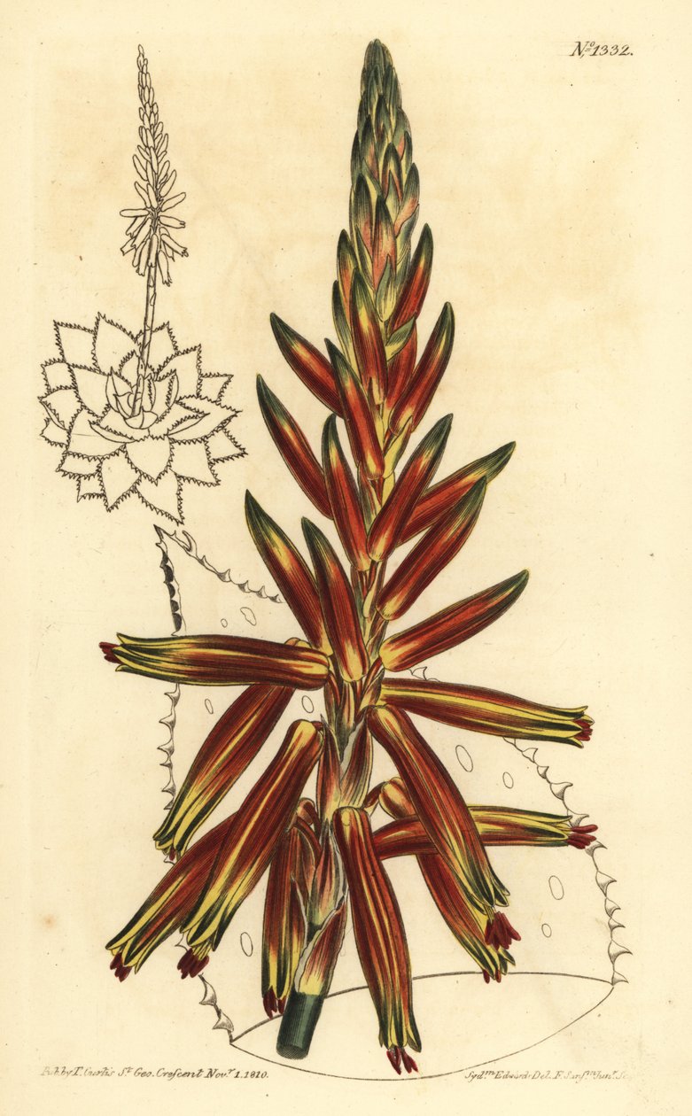 Aloe brevifolia var, Aloe brevifolia var de Unbekannt