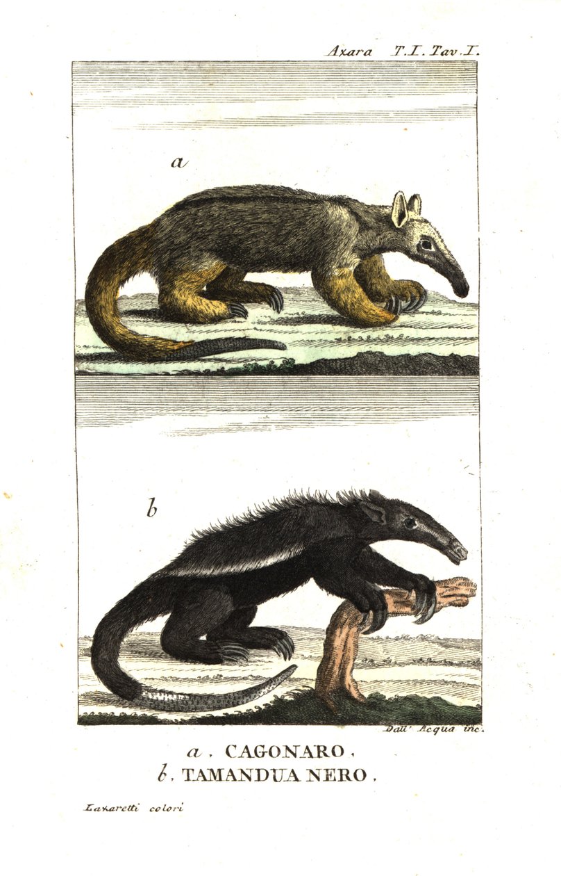 Tamanduá-bandeira ou tamanduá-pigmeu (Fourmilier) (cagouare de Azara), Cyclopes didactylus e tamanduá-preto de Unbekannter Künstler