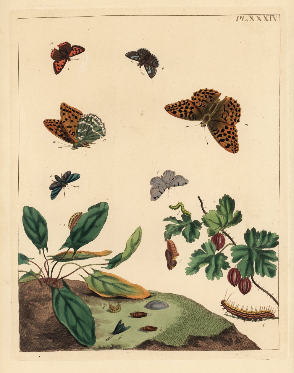 Borboleta fritilar lavada a prata, Argynnis paphia, traça do guarda-florestal, Adscita statices, L. ou traça da groselha, Halia vauaria, pequena borboleta de cobre, Lycaena phlaeas, saltador de dingy, Erynnis tages, e arbusto de groselha, Ribes grossularia de Unbekannter Künstler