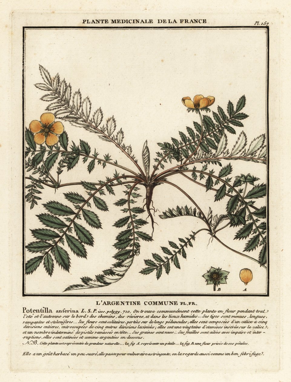 Silverweed, Potentilla anserina. de Unbekannter Künstler