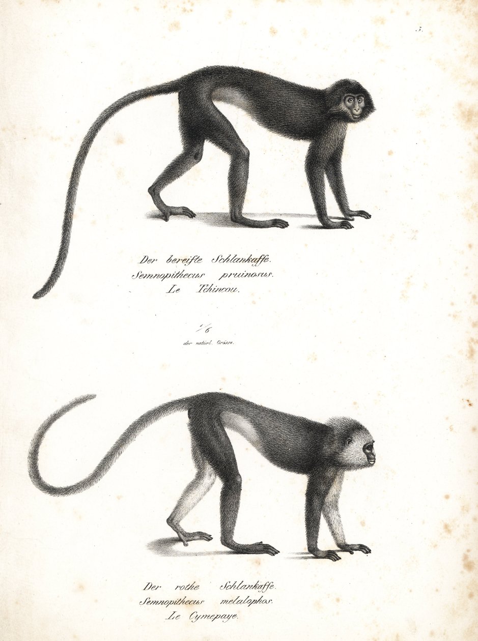 Lutung prateado, Trachypithecus cristatus (Semnopithecus pruinosus) e surili de Sumatra, Presbytis melalophos (Semnopithecus melalophos) em perigo de extinção. Litografia de Karl Joseph Brodtmann da História Natural Ilustrada dos Animais de Heinrich Rudolf de Unbekannter Künstler