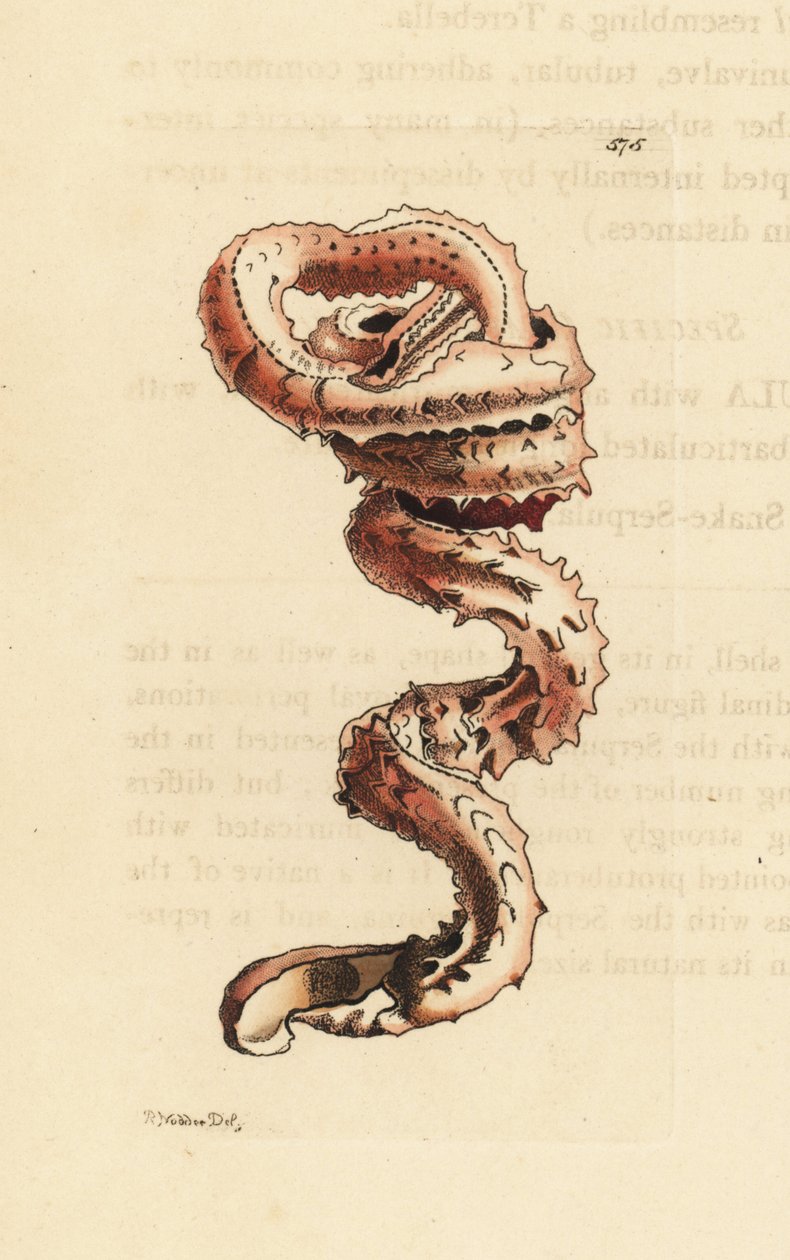 Concha de verme de fenda, Tenagodus anguinus (Serpula muricata, Serpula muricata). Ilustração desenhada e gravada por Richard Polydore Nodder. Gravura em chapa de cobre colorida à mão da obra de George Shaw e Frederick Nodder, The Naturalist