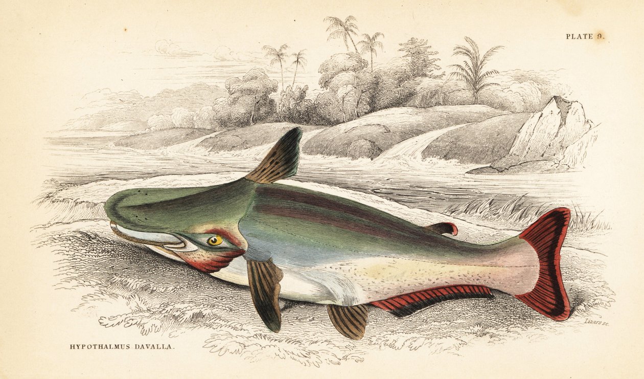 Peixe-gato de cabeça inclinada, Ageneiosus inermis (Dawalla dos Arawaaks, Hypothalmus davalla). Gravura em metal aço colorida à mão por W.H. Lizars a partir de uma ilustração de James Stewart da obra Fishes of Guiana de Robert Schomburg, parte da Naturalis de Unbekannter Künstler