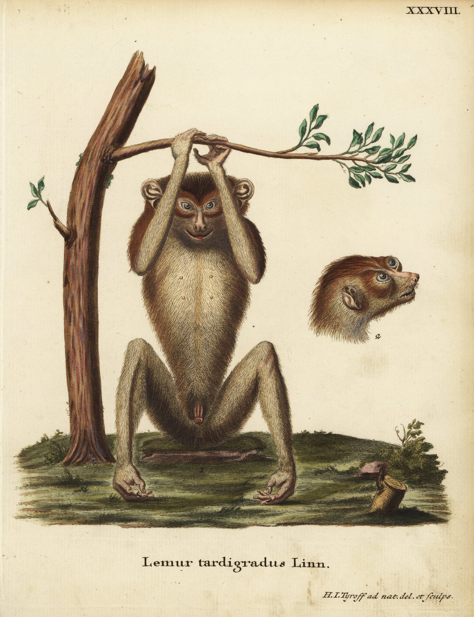 Lémure de ritmo lento ou lóris vermelho delgado, Loris tardigradus. Ameaçado de extinção. Lemur tardigradus Linn. Placa de cobre colorida à mão, desenhada e gravada segundo a natureza por Hermann Jakob Tyroff, de Animal Illustrations after Nature, ou Sch de Unbekannter Künstler