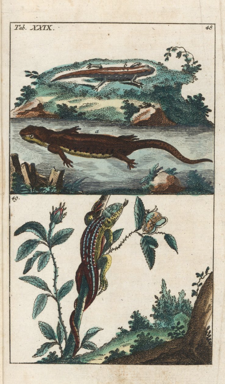 Tritão liso ou comum e lagarto da areia - Água forte por Gottlieb Tobias Wilhelm (1758-1811), de Encyclopedie of Natural History: Anfíbios de Unbekannter Künstler