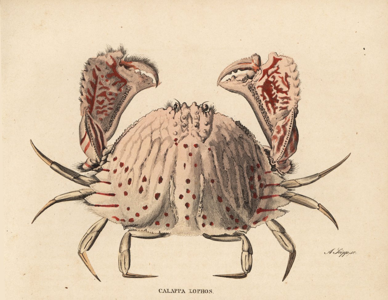 Caranguejo de caixa liso ou com manchas vermelhas, Calappa calappa (Calappa lophos). Gravura em metal aço colorida à mão por A. Scipp da Galeria de História Natural de Georg Friedrich Treitschke, Naturhistorischer Bildersaal des Thierreiches, Liepzig-1842. de Unbekannter Künstler