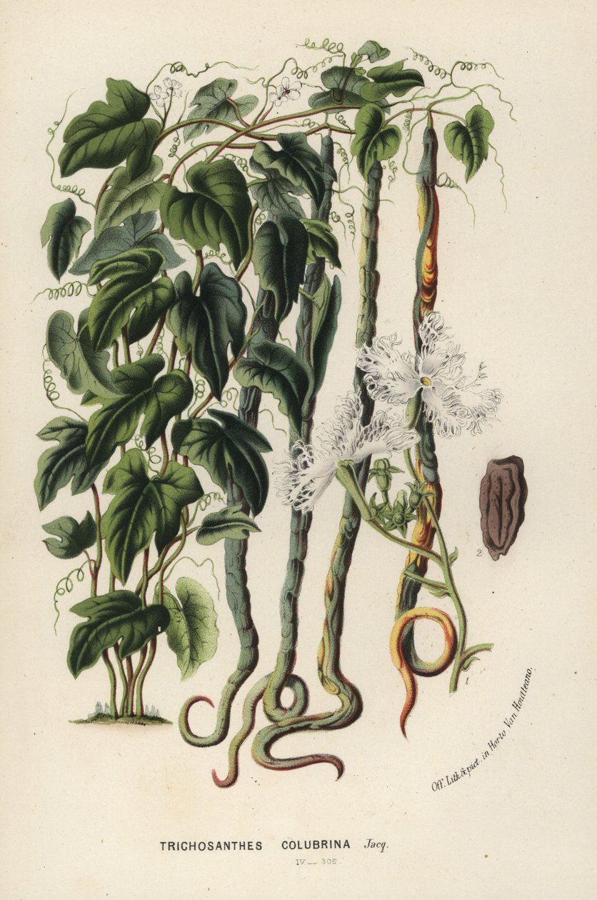 Cabaça de cobra, Trichosanthes cucumerina (Trichosanthes colubrina). Litografia colorida à mão da obra de Louis van Houtte e Charles Lemaire, Flowers of the Gardens and Hothouses of Europe, Flore des Serres et des Jardins de l