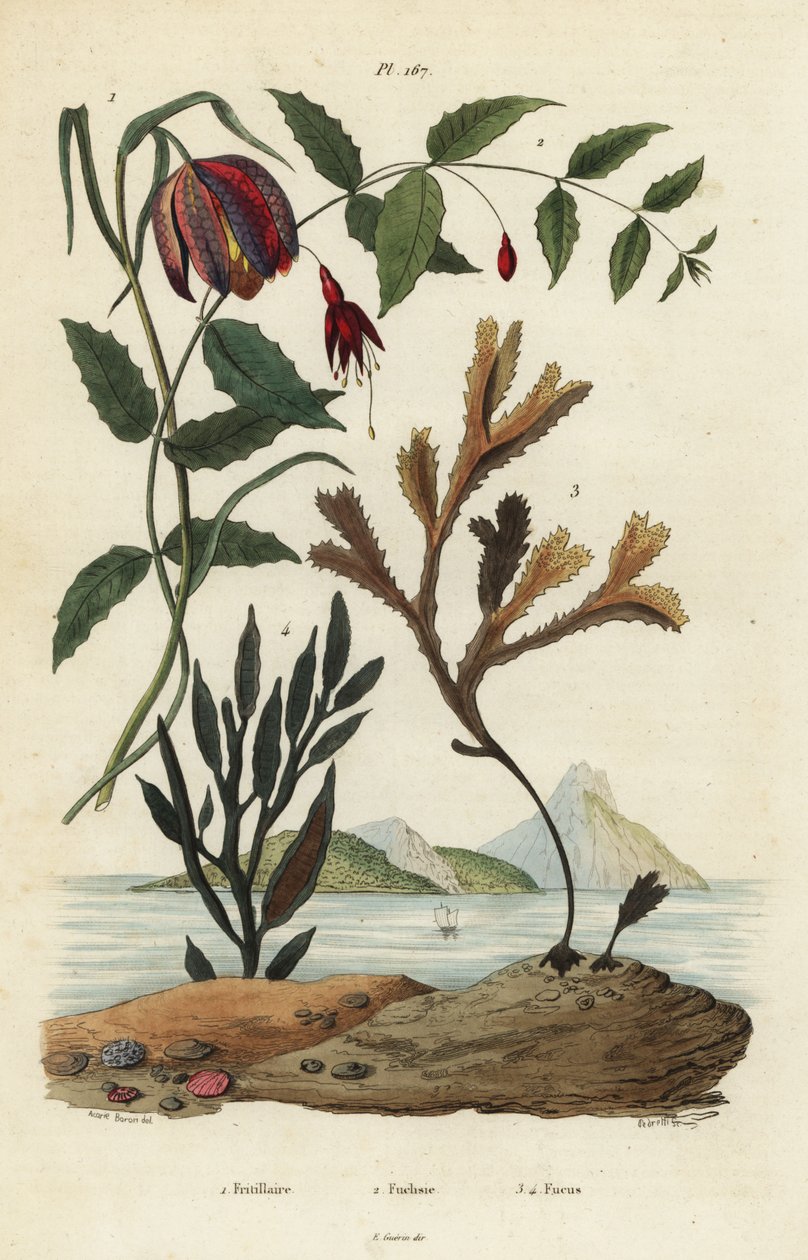 Fritillaria meleagris 1, Fuchsia fúcsia, Fuchsia magellanica 2, Fucus serratus 3 e Fucus siliqueux 4. Fritillaire, Fuchsie, Fucus de Unbekannt