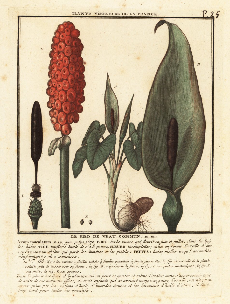 Snakeshead, Arum maculatum. de Unbekannter Künstler