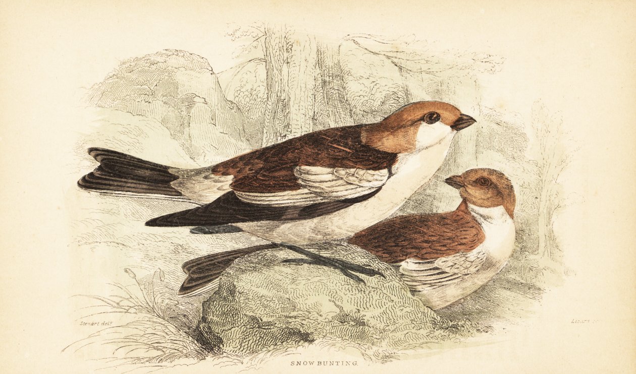 Estamenha de neve, Plectrophenax nivalis.1889 (gravura) de Unbekannter Künstler