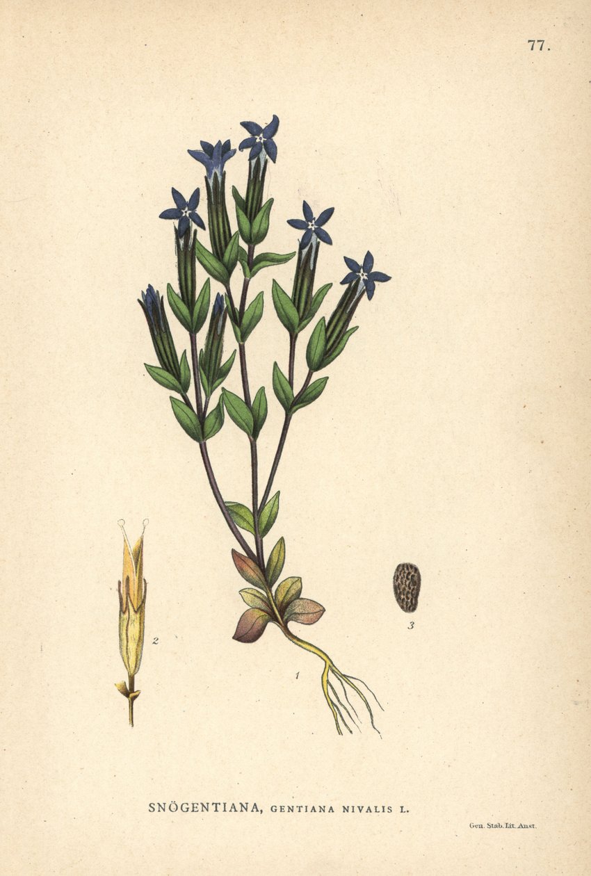 Genciana das neves, Gentiana nivalis de Unbekannter Künstler