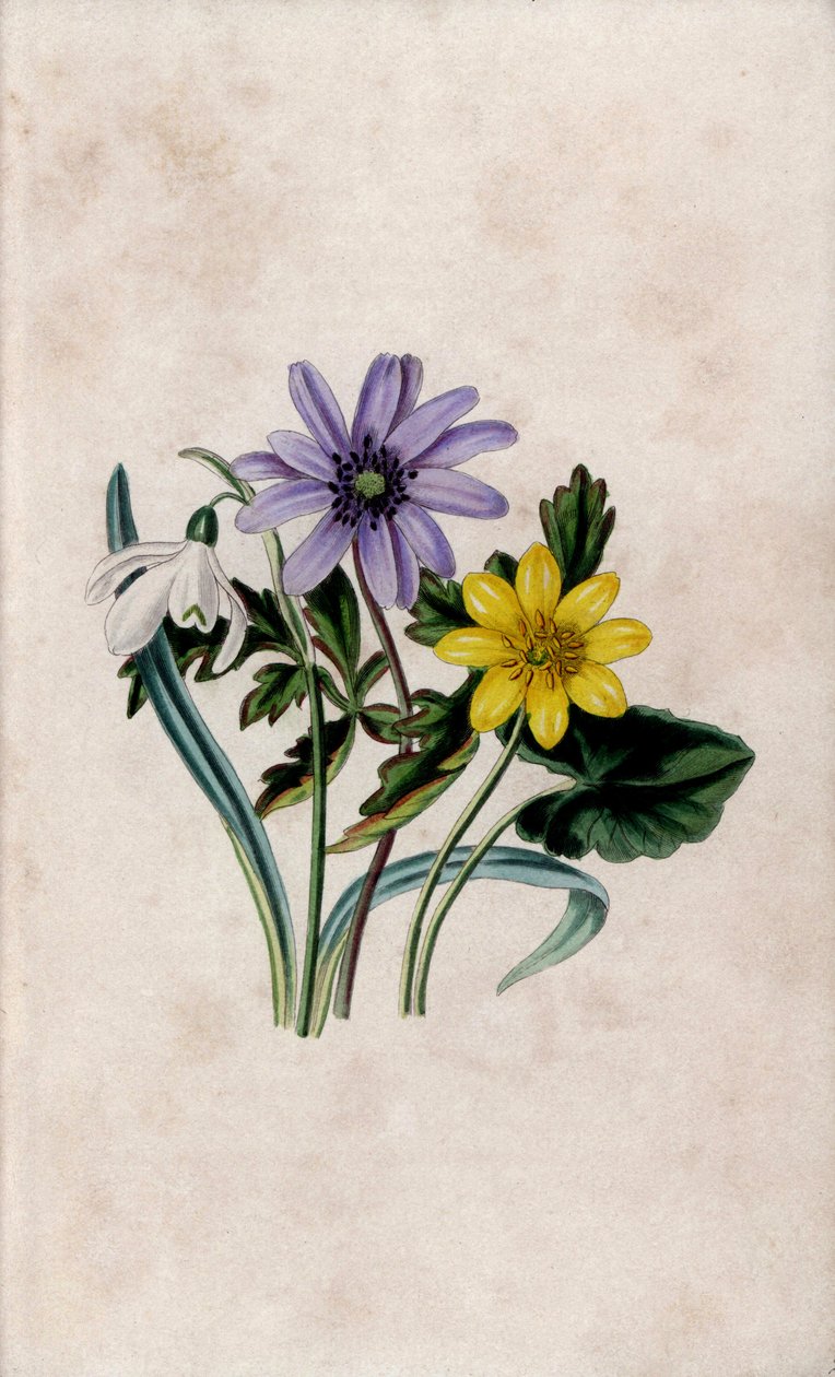 Pícea da neve, anémona azul e celandine pequena. Litografia de Louisa Anne Twamley (1812-1895) em Our Wild Flower, Charles Tilt, Londres, Inglaterra de Unbekannter Künstler