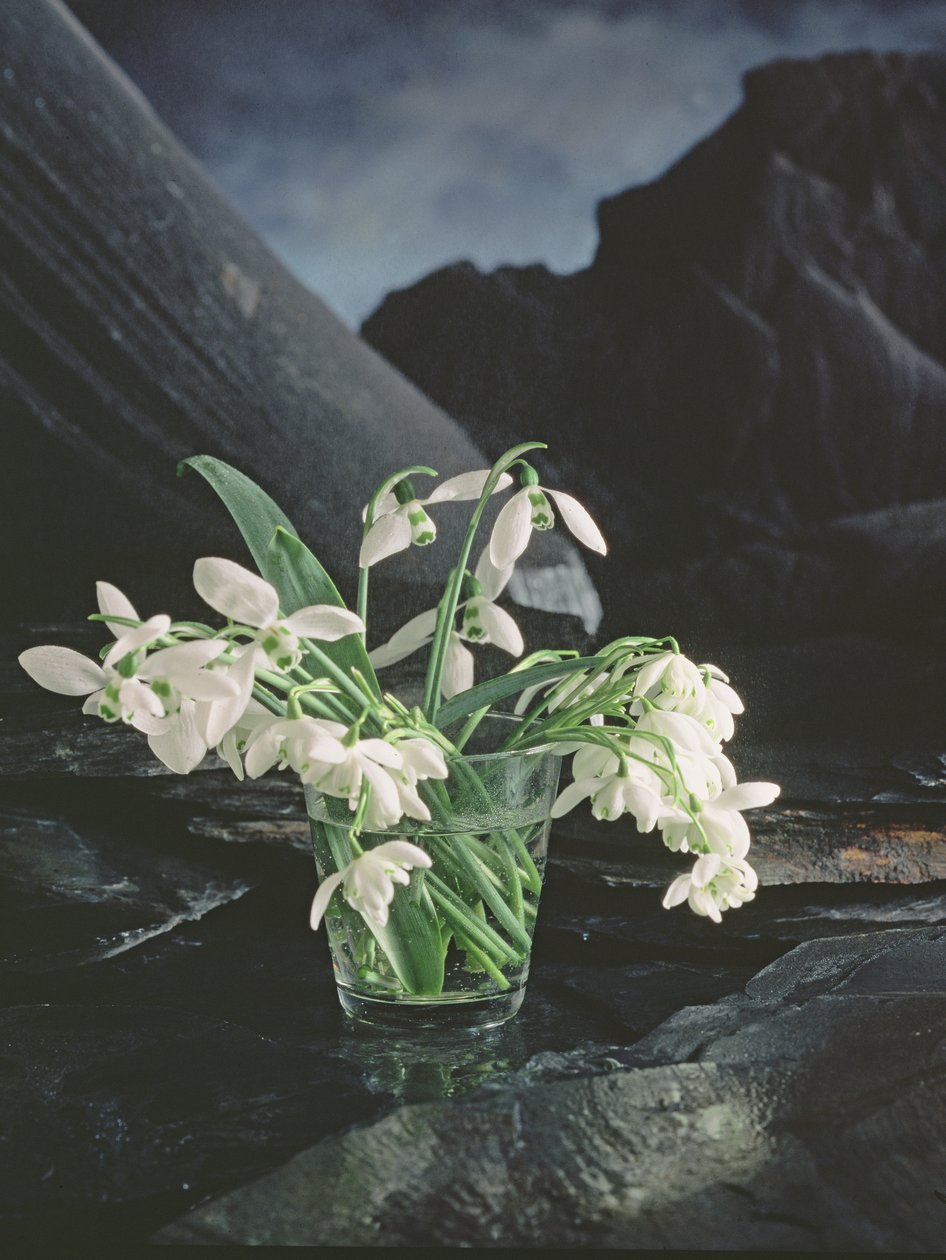 Snowdrops de Unbekannter Künstler
