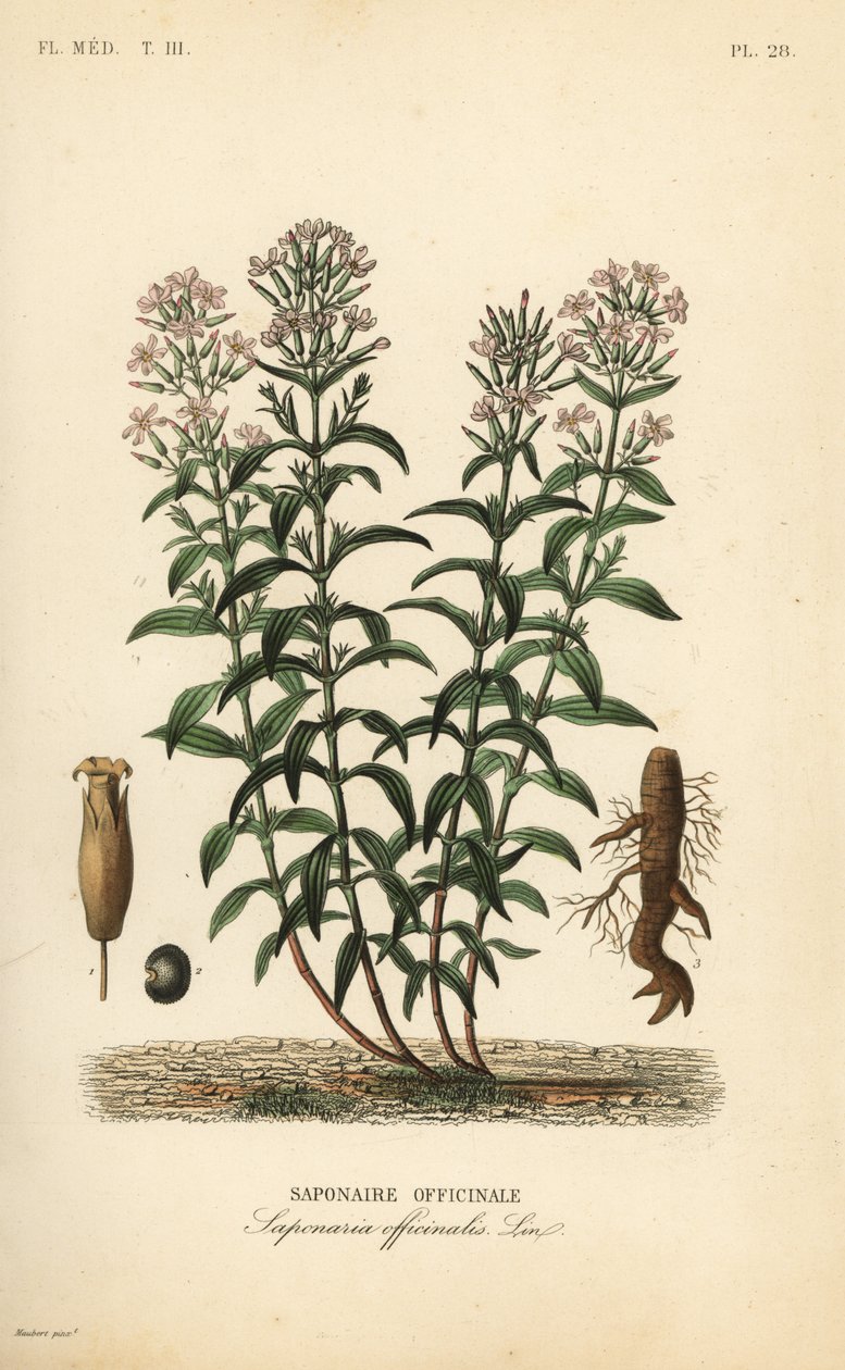 Soapwort ou sabonete, Saponaria officinalis, Saponaire officinale de Unbekannt