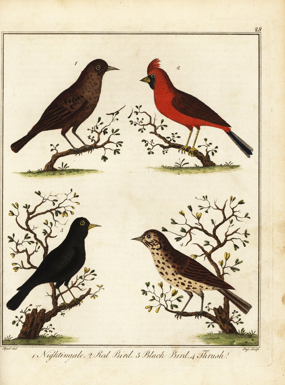 Pássaros canoros: rouxinol, pássaro vermelho, pássaro preto e tordo. 1792 (gravura) de Unbekannter Künstler