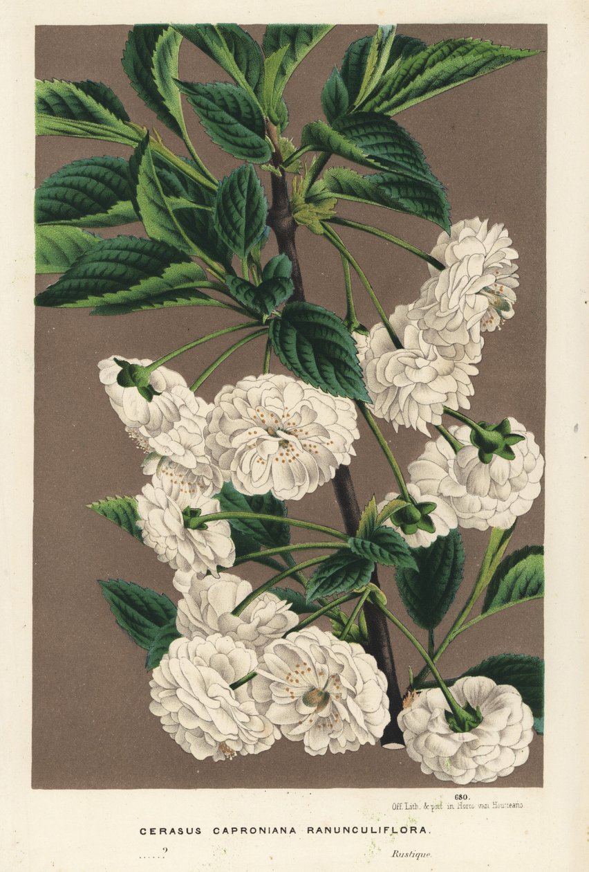 Ginjeira, Prunus cerasus (caproniana ranunculiflora). Litografia colorida à mão da obra de Louis van Houtte e Charles Lemaire, Flowers of the Gardens and Hothouses of Europe, Flore des Serres et des Jardins de l