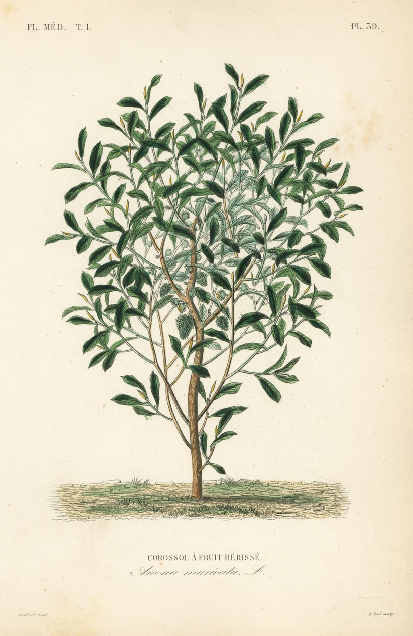 Soursop, graviola ou árvore guyabano, Annona muricata, Corossol uma herisse de fruta de Unbekannt