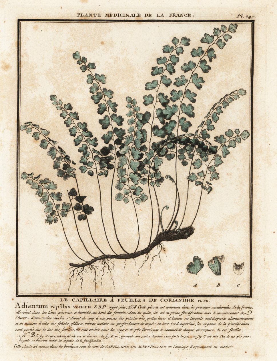 Samambaia do sul, Adiantum capillus-veneris. de Unbekannter Künstler