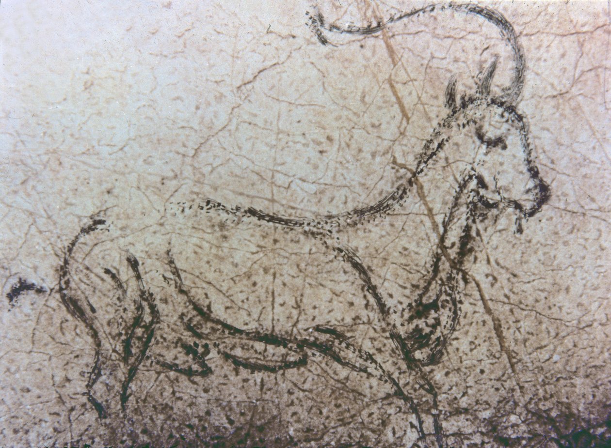 Cabra espanhola, período Paleolítico, c.40000-12000 aC (pintura rupestre) de Unbekannter Künstler