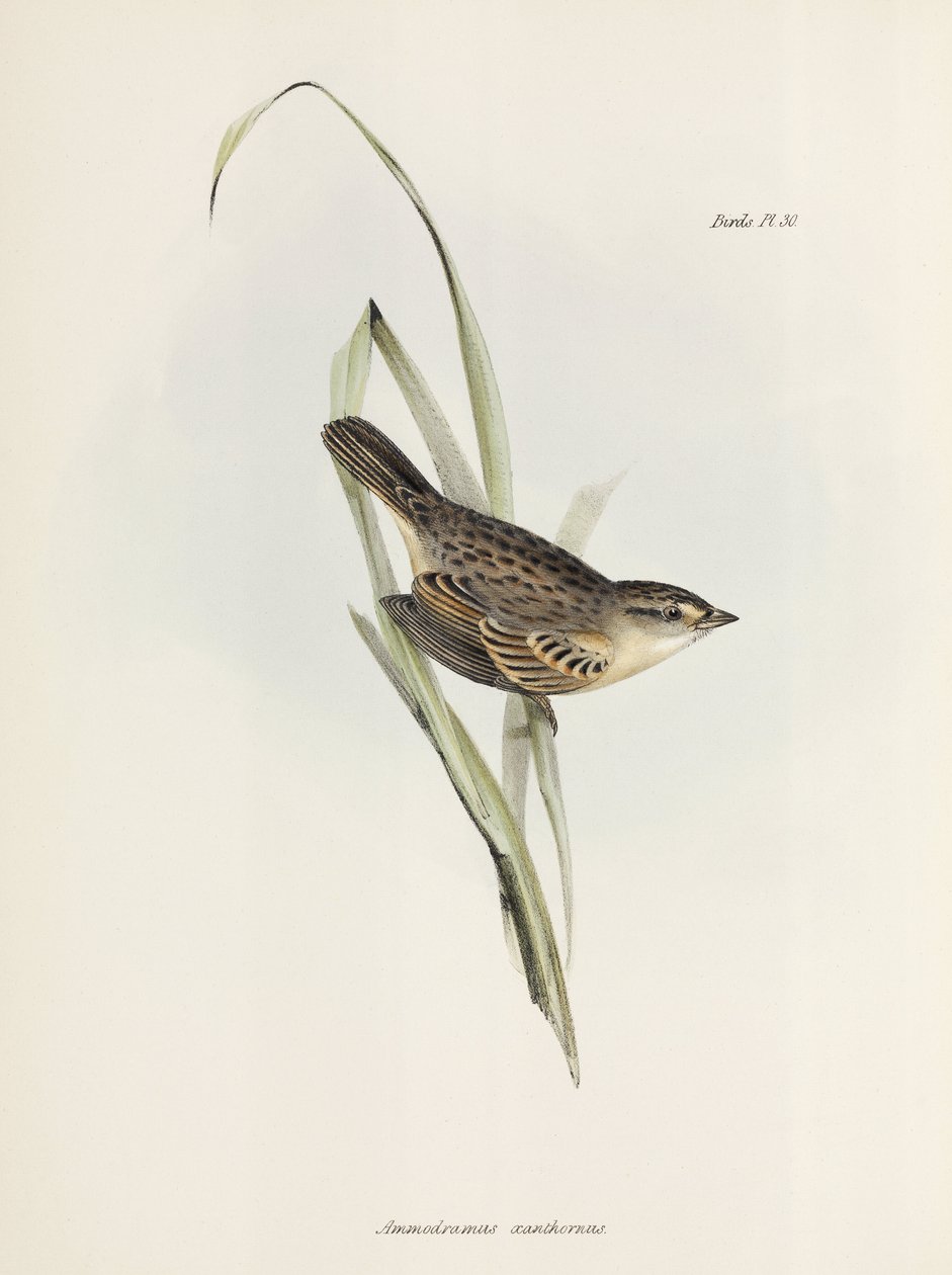 Pardal ou tentilhão, c 1832-1836 de Unbekannter Künstler
