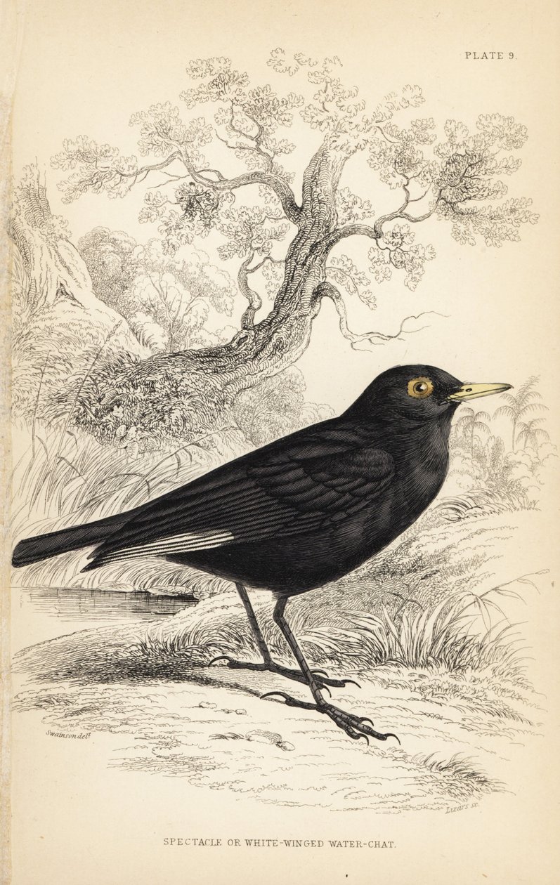 Tirano-de-óculos, Hymenops perspicillatus (papa-moscas-de-óculos ou papa-moscas-de-asa-branca, Perspicilla leucoptera). Gravura em metal aço colorida à mão por William Lizars a partir de uma ilustração de William Swainson da Naturalist