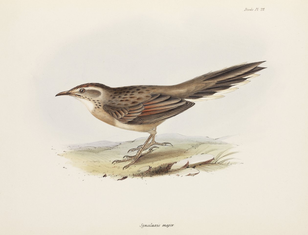 Spinetail, América do Sul, c 1832-1836 de Unbekannter Künstler