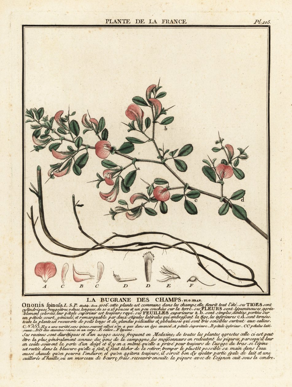 Restharrow espinhoso, La bugrane des champs, Ononis spinosa. de Unbekannter Künstler