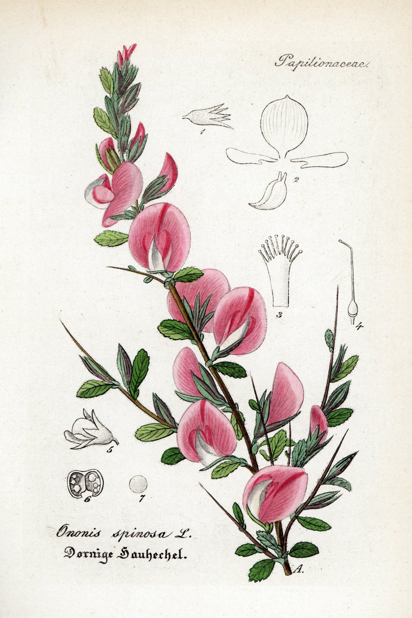 Pintassilgo espinhoso, Ononis spinosa. Gravura em chapa de cobre colorida à mão, do Hand-Atlas sammtlicher mediinisch-pharmaceutischer Gewachse do Dr. Willibald Artus de Unbekannter Künstler